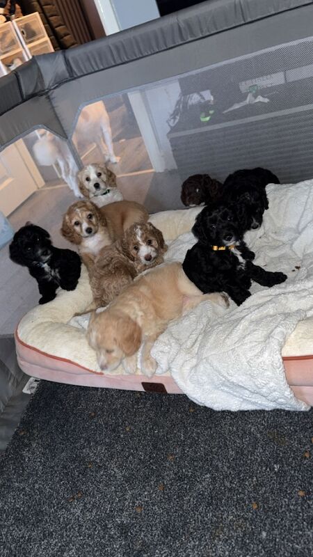 Cockapoo puppies for sale in Crewe, Cheshire – 7 weeks old - Image 3 of 3