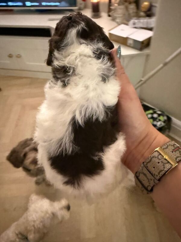 Cockapoo puppies for sale in Stretford, Manchester – 4 months old - Image 2 of 3