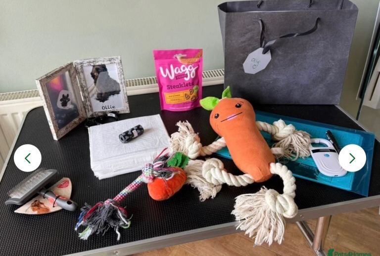 Cockapoo puppies for sale in Stretford, Manchester – 4 months old - Image 3 of 3