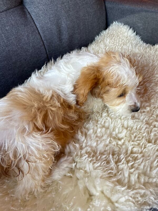 Cockapoo puppies for sale in Patchway, Gloucestershire – 10 weeks old