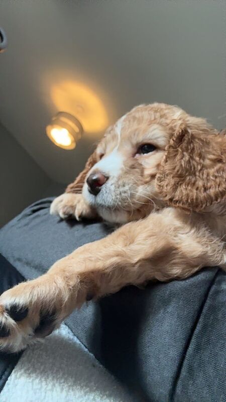 Cockapoo puppies for sale in Crewe, Cheshire – 5 weeks old