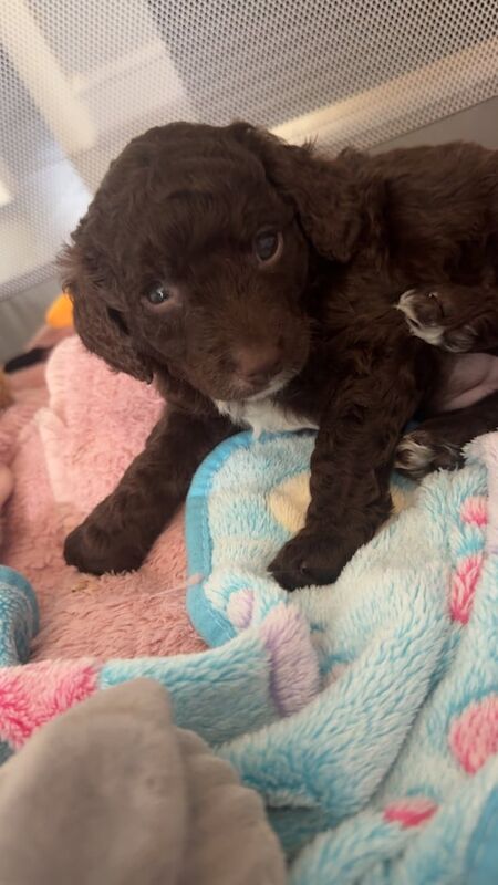 Cockapoo puppies for sale in Crewe, Cheshire – 5 weeks old - Image 2 of 3