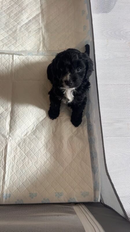Cockapoo puppies for sale in Crewe, Cheshire – 5 weeks old - Image 3 of 3