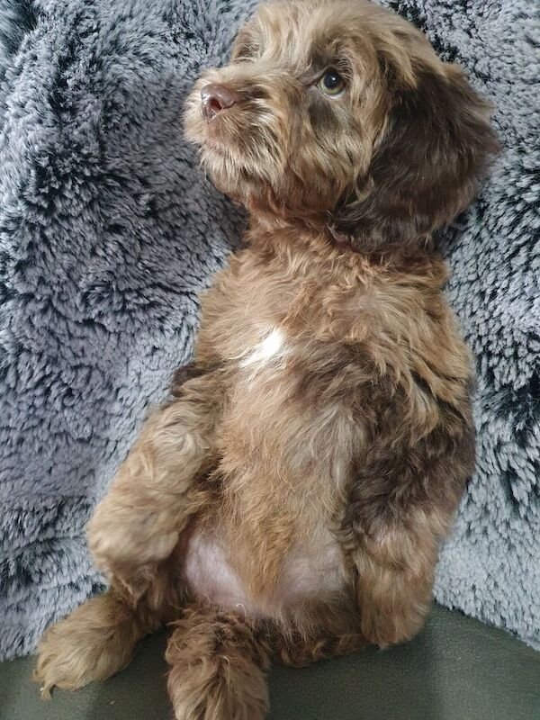 Cockapoo puppies for sale in Ely, Cambridgeshire – KC registered, 1 year old - Image 2 of 3