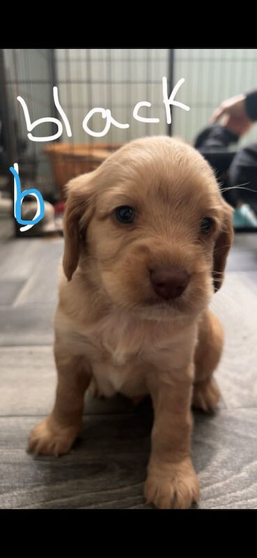 Cockapoo puppies for sale in Kingston upon Hull, East Riding of Yorkshire – 4 weeks old