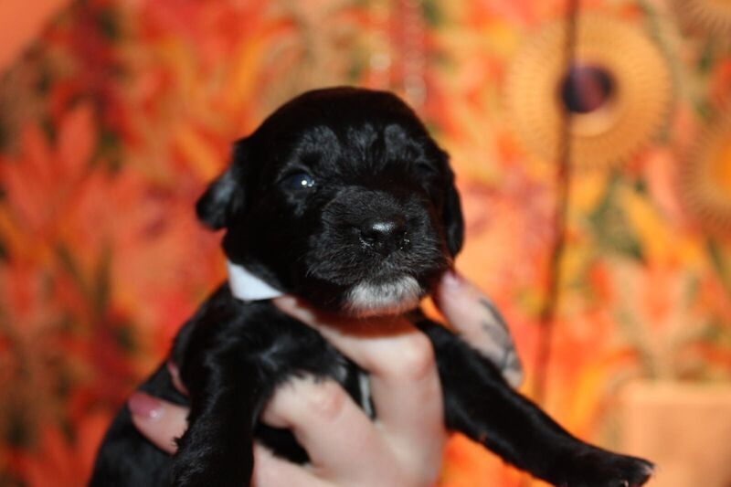 F2 Cockapoos ready for their forever homes mid April - Image 1 of 3