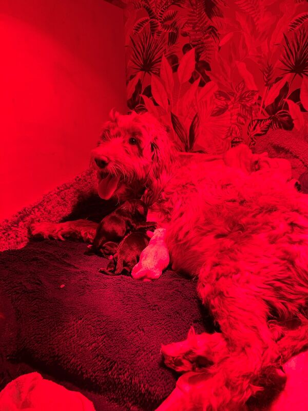 F2 Cockapoos ready for their forever homes mid April - Image 2 of 3