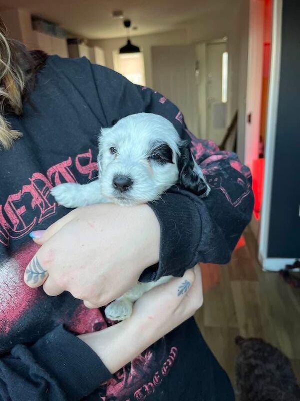F2 Cockapoos ready for their forever homes mid April - Image 3 of 3