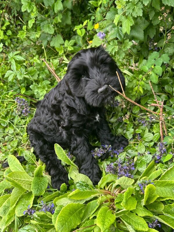 F2 Cockerpoo puppies 1 boy left for sale in Builth Wells/Llanfair-Ym-Muallt, Powys | Image 3