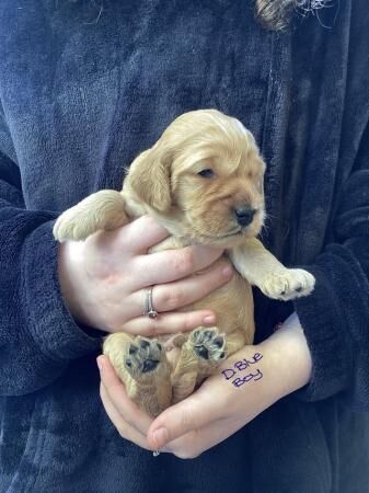 F2 Cockerpoo puppies 3 girls and 4 boys for sale in Builth Wells/Llanfair-Ym-Muallt, Powys - Image 1