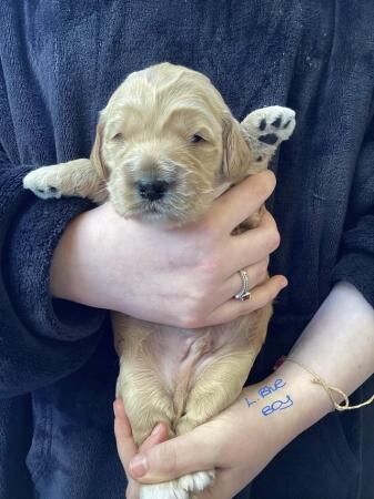 F2 Cockerpoo puppies 3 girls and 4 boys for sale in Builth Wells/Llanfair-Ym-Muallt, Powys - Image 3