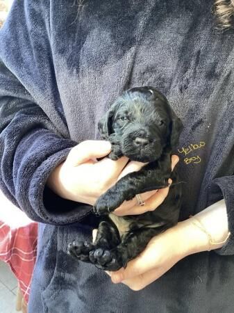 F2 Cockerpoo puppies 3 girls and 4 boys for sale in Builth Wells/Llanfair-Ym-Muallt, Powys - Image 4
