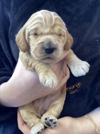 F2 Cockerpoo puppies 3 girls and 4 boys for sale in Builth Wells/Llanfair-Ym-Muallt, Powys - Image 2