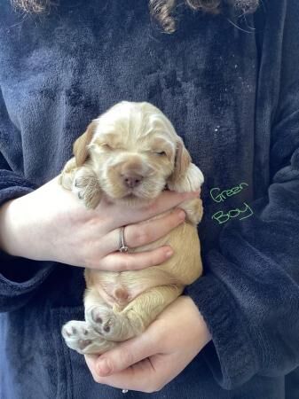 F2 Cockerpoo puppies 3 girls and 4 boys for sale in Builth Wells/Llanfair-Ym-Muallt, Powys - Image 5