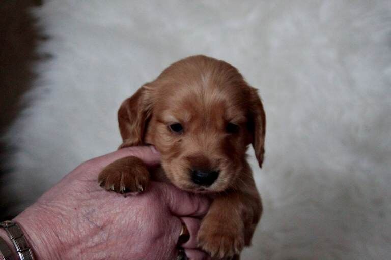 Cockapoo puppies for sale in Ammanford / Rhydaman, Dyfed – 4 weeks old