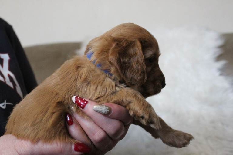 F2 cockerpoo puppies - Image 2 of 5