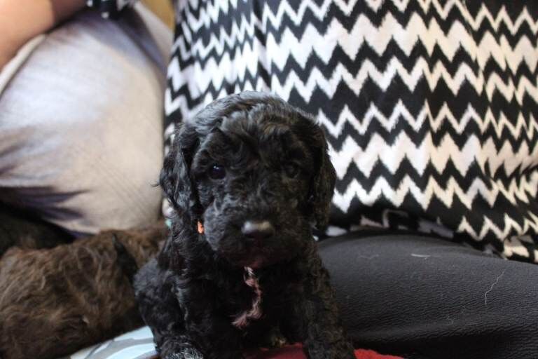 F2 cockerpoo puppies - Image 4 of 5