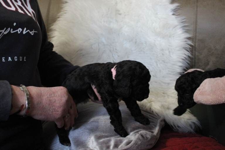 F2 cockerpoo puppies - Image 5 of 5