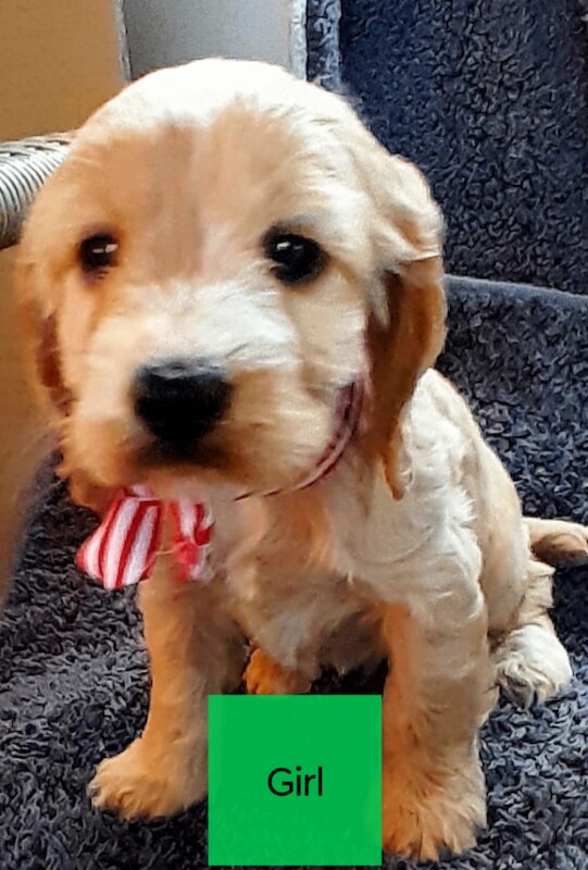 Cockapoo puppies for sale in Reading, Berkshire – 8 weeks old
