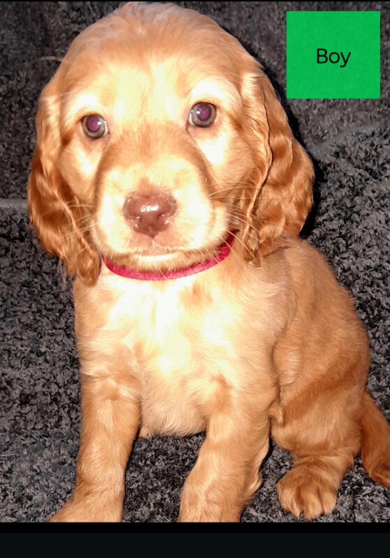 Cockapoo puppies for sale in Reading, Berkshire – 8 weeks old - Image 2 of 4