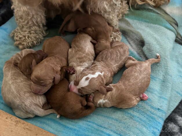 Cockapoo puppies for sale in Dorchester, Dorset – 1 year old - Image 2 of 5