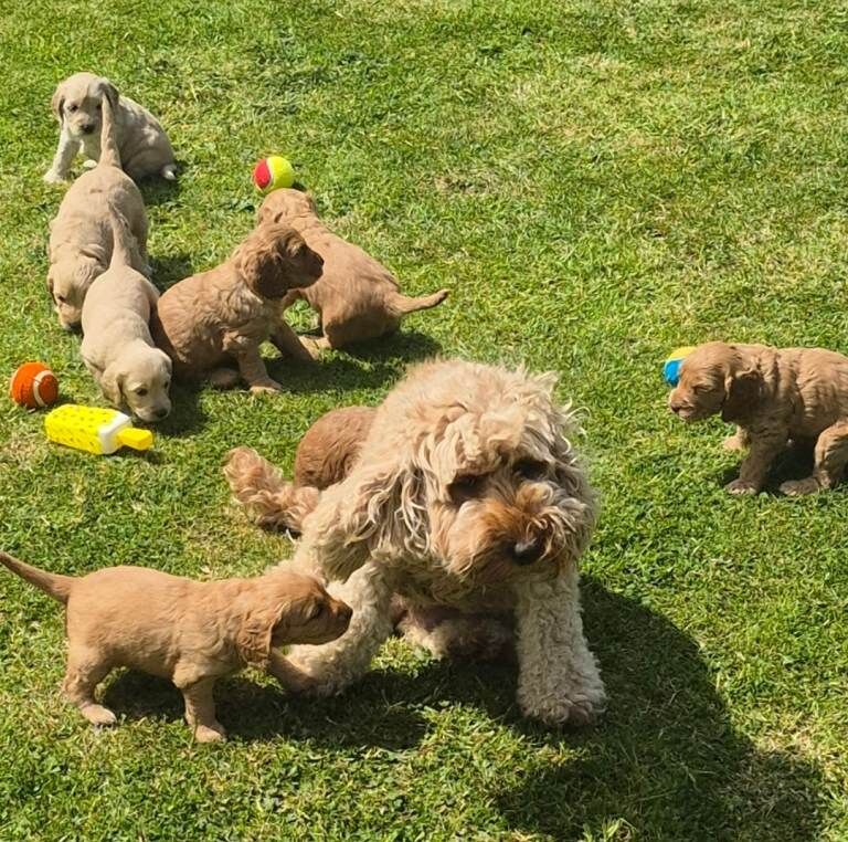 Cockapoo Puppies For Sale