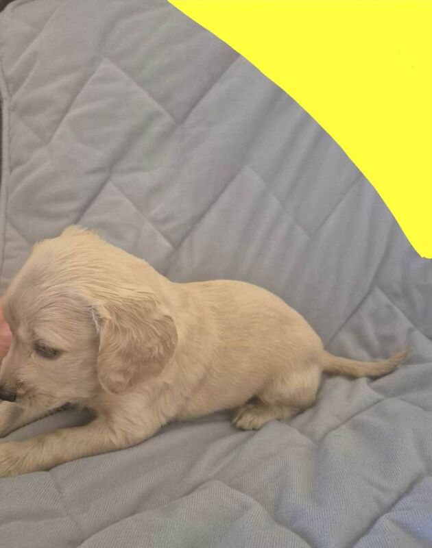 F2 Litter x8 Cockapoo Pups - Image 3 of 3