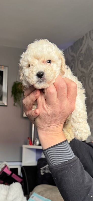 Cockapoo puppies for sale in Belfast, County Antrim – 11 months old - Image 2 of 3