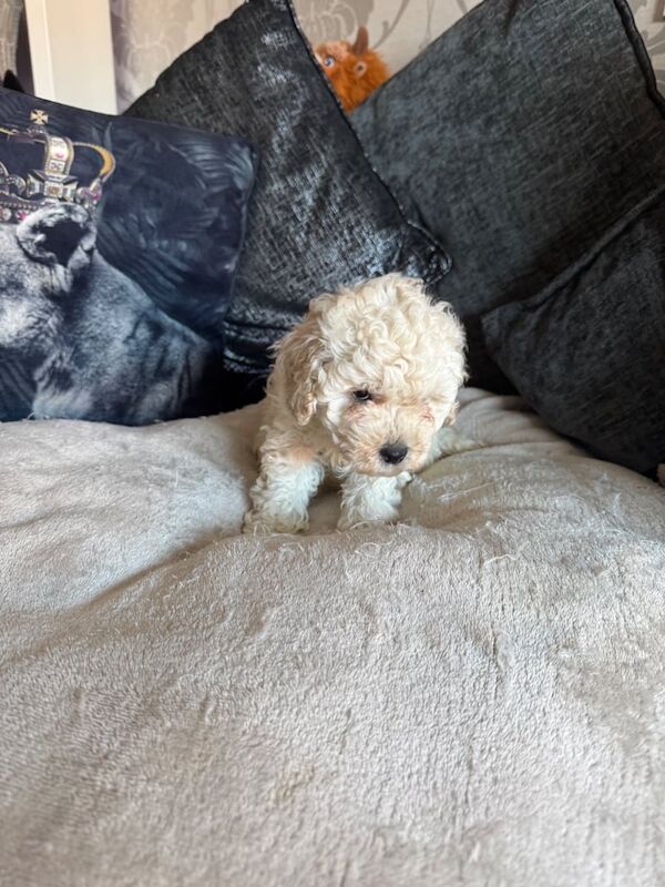 Cockapoo puppies for sale in Belfast, County Antrim – 11 months old - Image 3 of 3