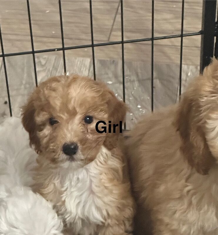 F2 mini cockapoos dna tested parents for sale in Crook, Durham | Image 2