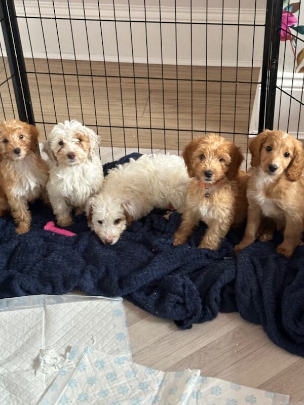 F2 mini cockapoos dna tested parents for sale in Crook, Durham | Image 3
