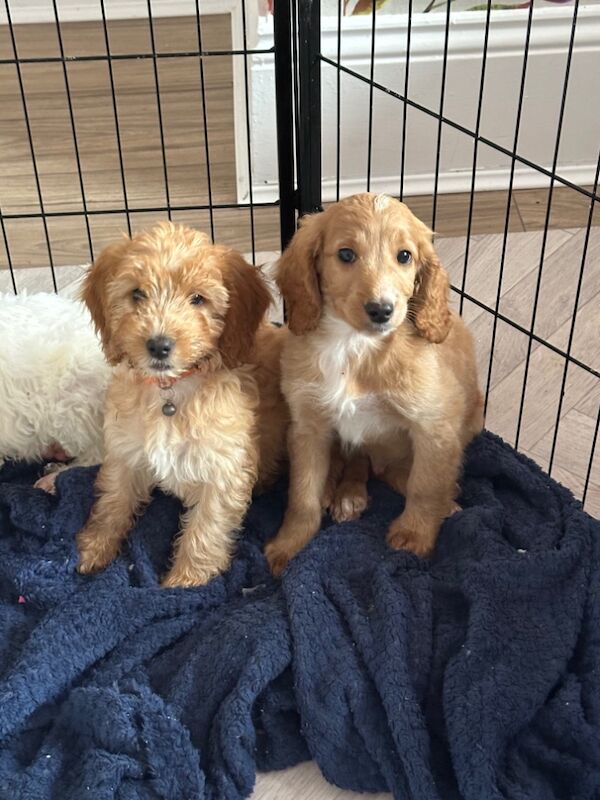 F2 mini cockapoos dna tested parents for sale in Crook, Durham | Image 4