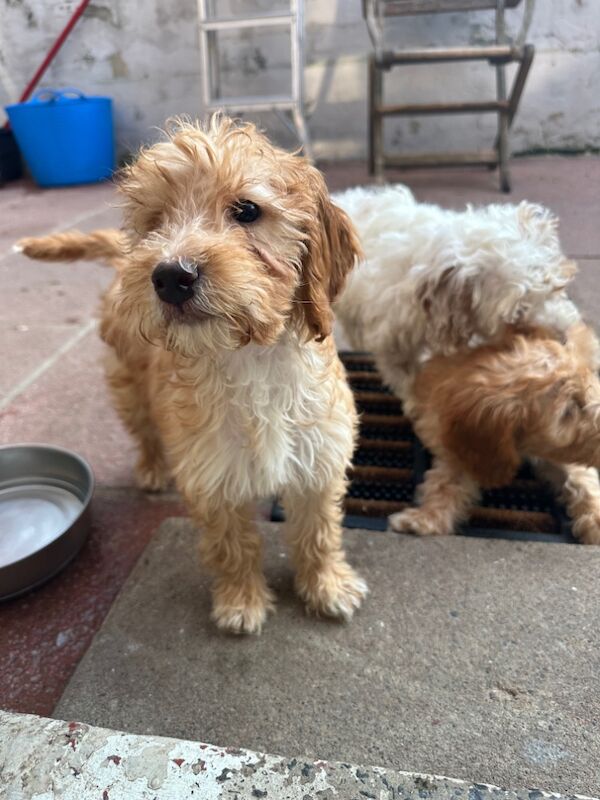Cockapoo puppies for sale in Crook, Durham – 4 months old - Image 2 of 7
