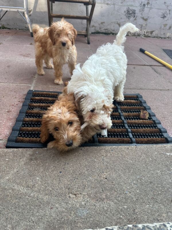 F2 mini cockapoos one girl remaining for sale in Crook, Durham | Image 3