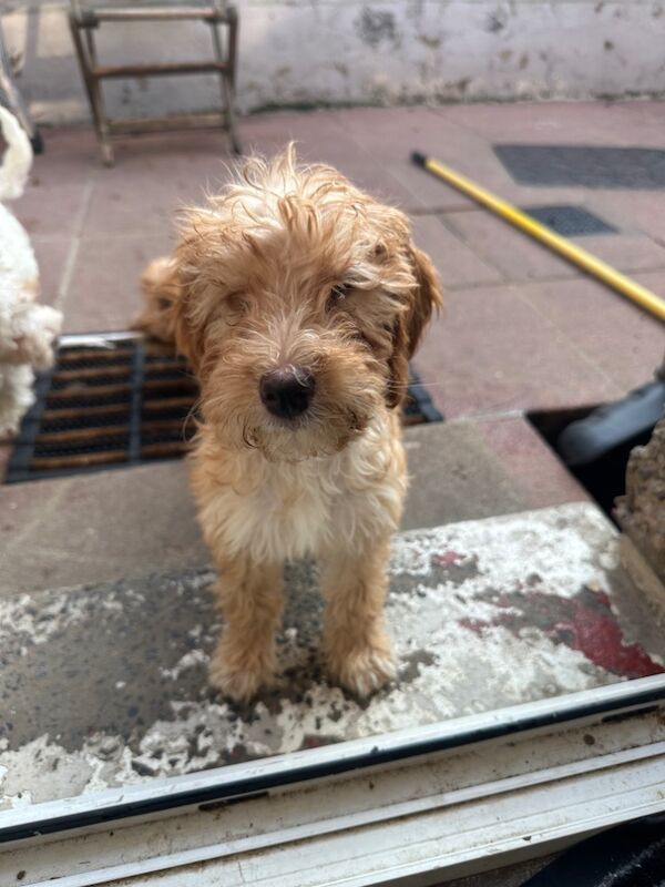 Cockapoo puppies for sale in Crook, Durham – 4 months old - Image 4 of 7
