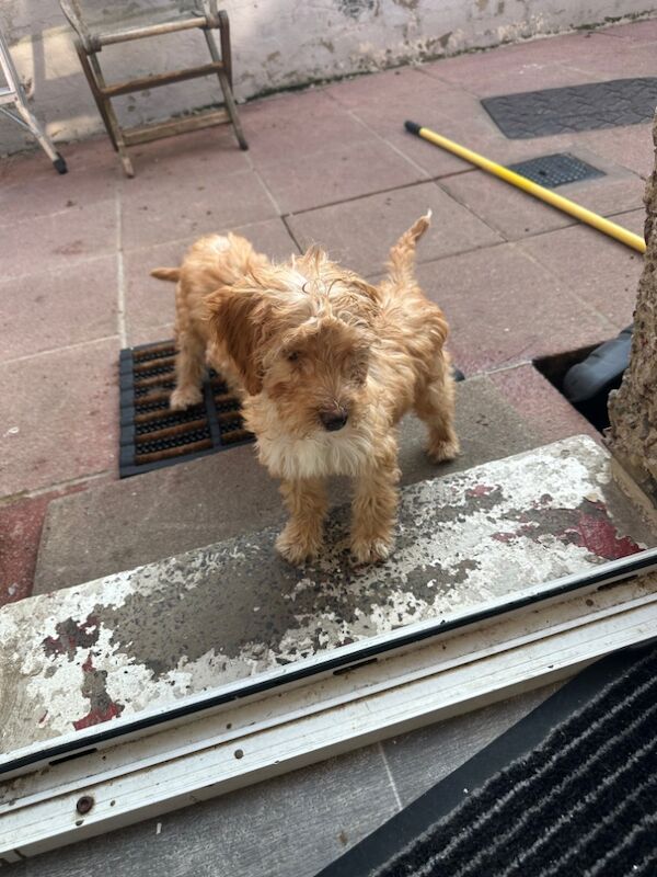 Cockapoo puppies for sale in Crook, Durham – 4 months old - Image 5 of 7