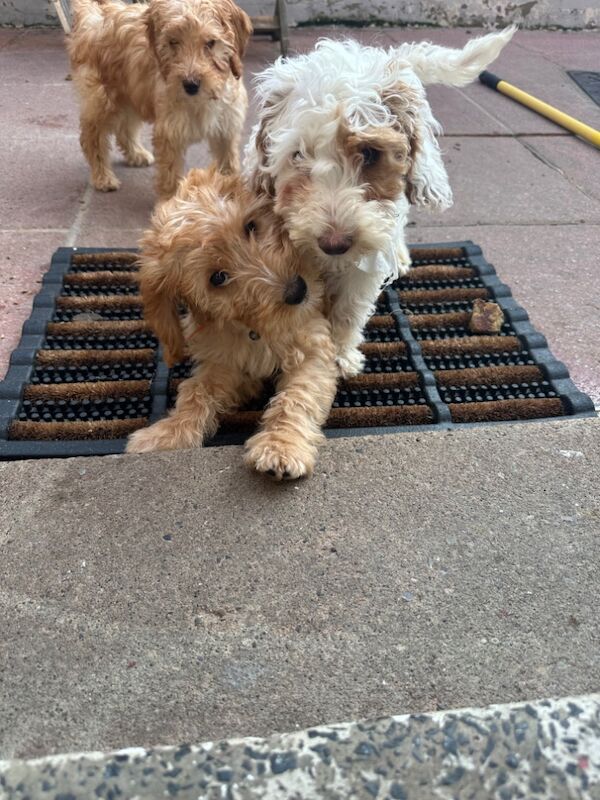 Cockapoo puppies for sale in Crook, Durham – 4 months old - Image 6 of 7