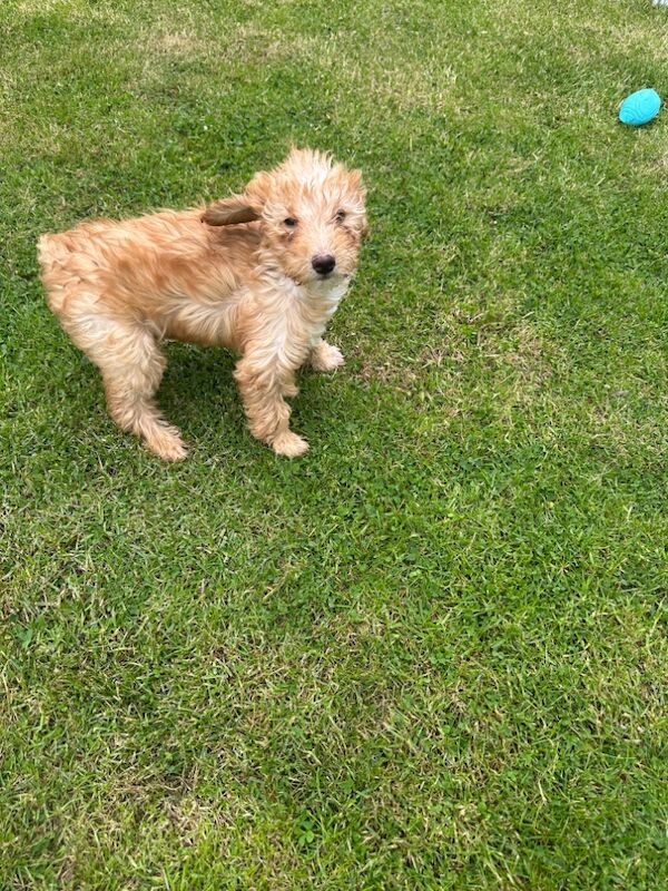 Cockapoo puppies for sale in Crook, Durham – 4 months old - Image 7 of 7