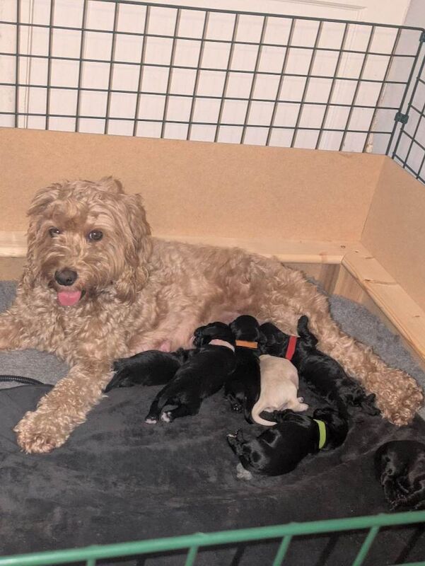 Cockapoo Puppies For Sale Under £1,000