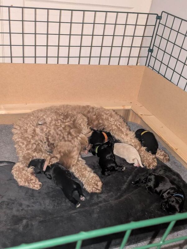 F2 miniature cockapoo puppies for sale - Image 2 of 4