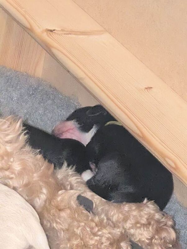 F2 miniature cockapoo puppies for sale - Image 3 of 4