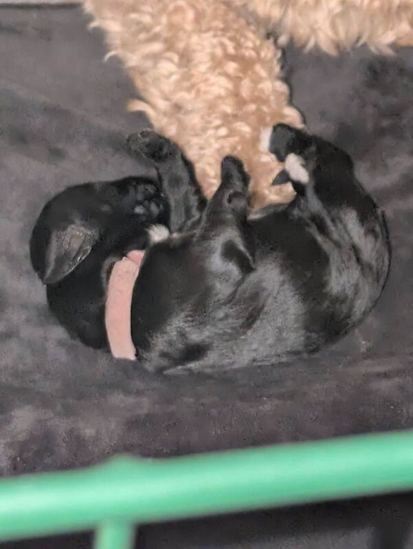 F2 miniature cockapoo puppies for sale - Image 4 of 4