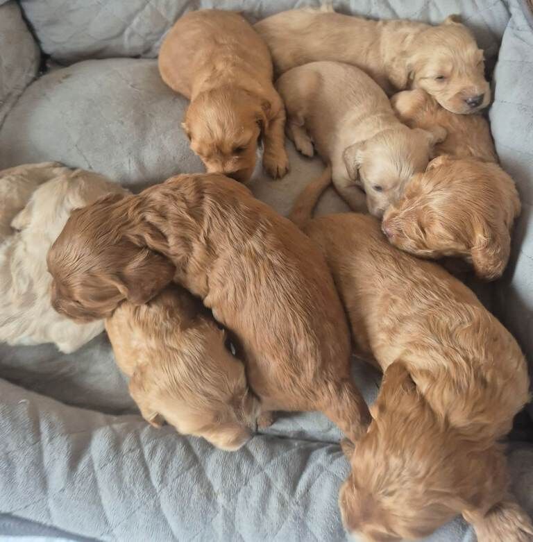 F2 Mixed Litter Cockapoo Pups