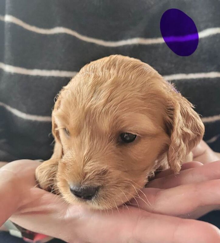 F2 Mixed Litter Cockapoo Pups - Image 2 of 5