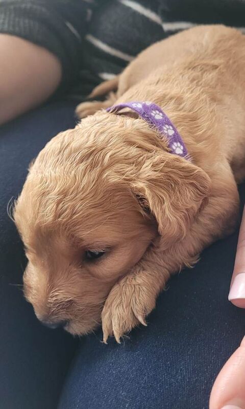 F2 Mixed Litter Cockapoo Pups - Image 3 of 5