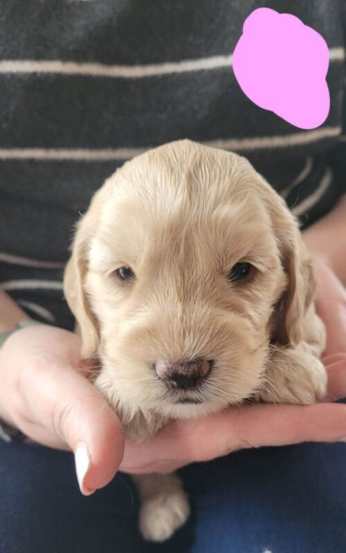 F2 Mixed Litter Cockapoo Pups - Image 4 of 5