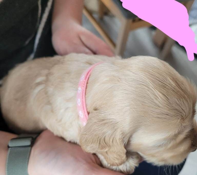 F2 Mixed Litter Cockapoo Pups - Image 5 of 5