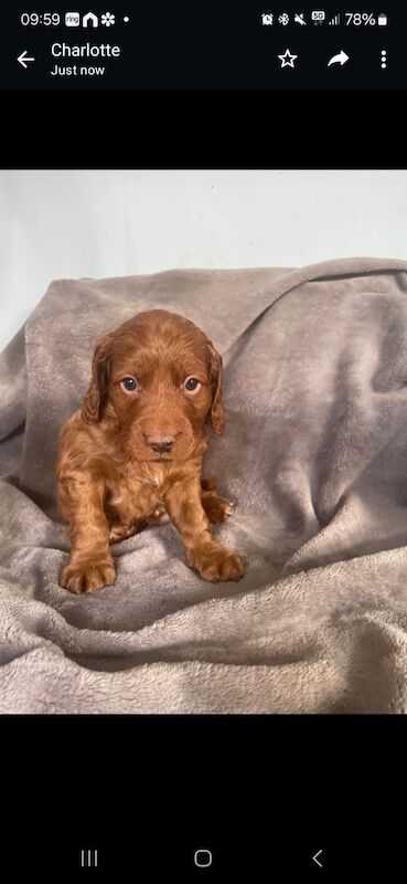 F2 red cockapoo puppies for sale in Worksop, Nottinghamshire - Image 1