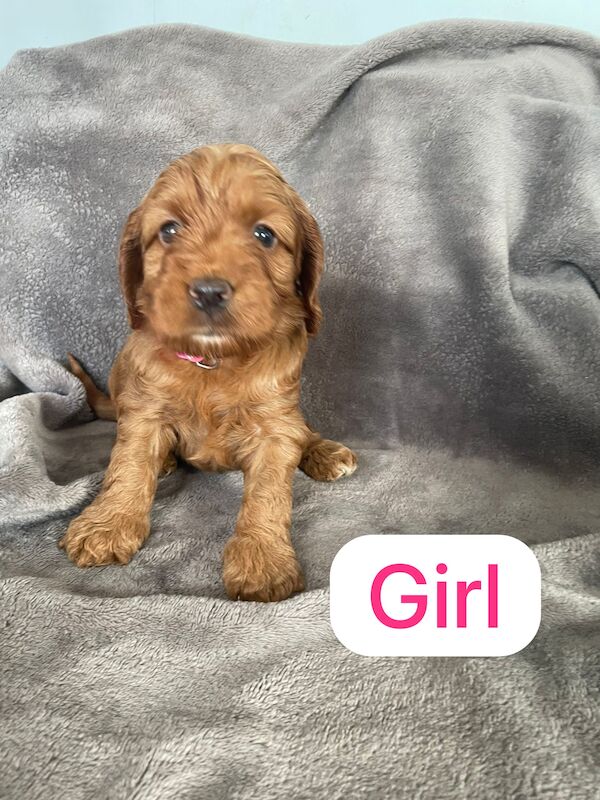 F2 red cockapoo puppies for sale in Worksop, Nottinghamshire - Image 2