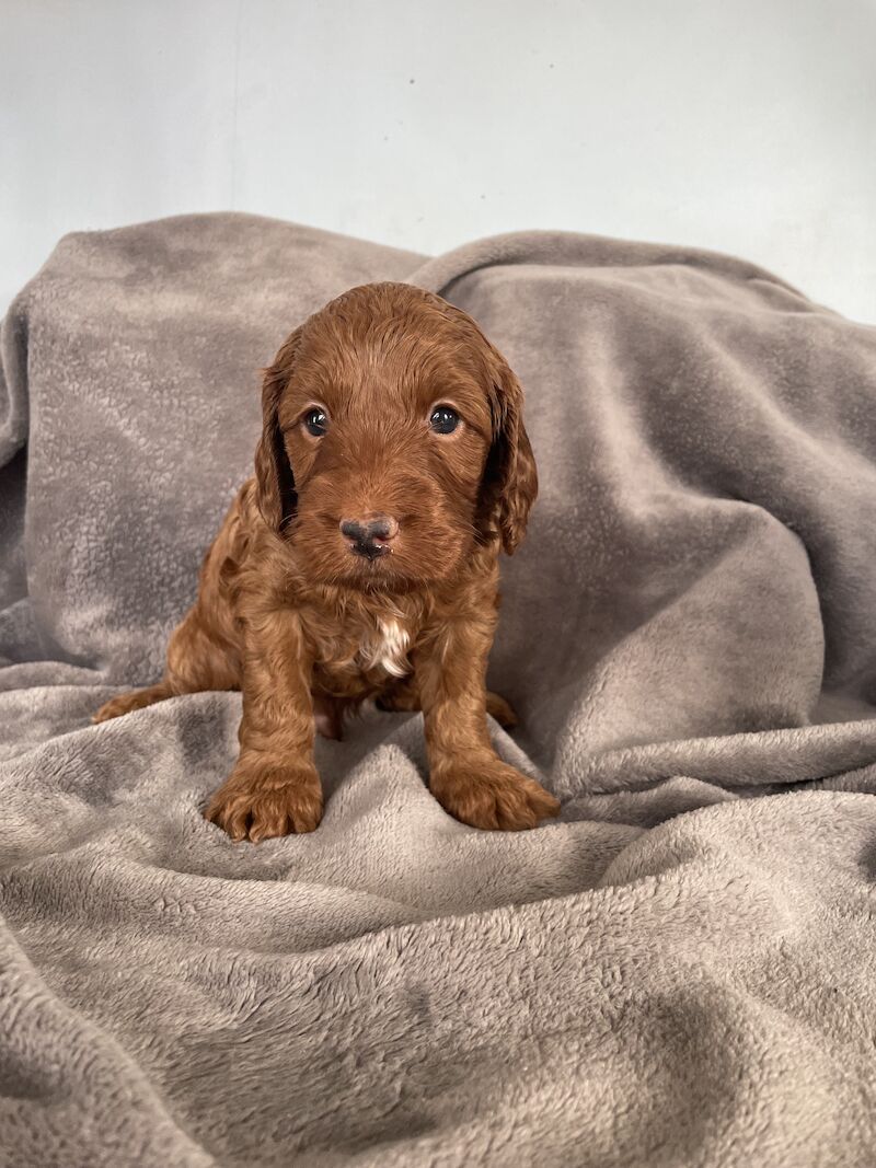 F2 red cockapoo puppies for sale in Worksop, Nottinghamshire - Image 3